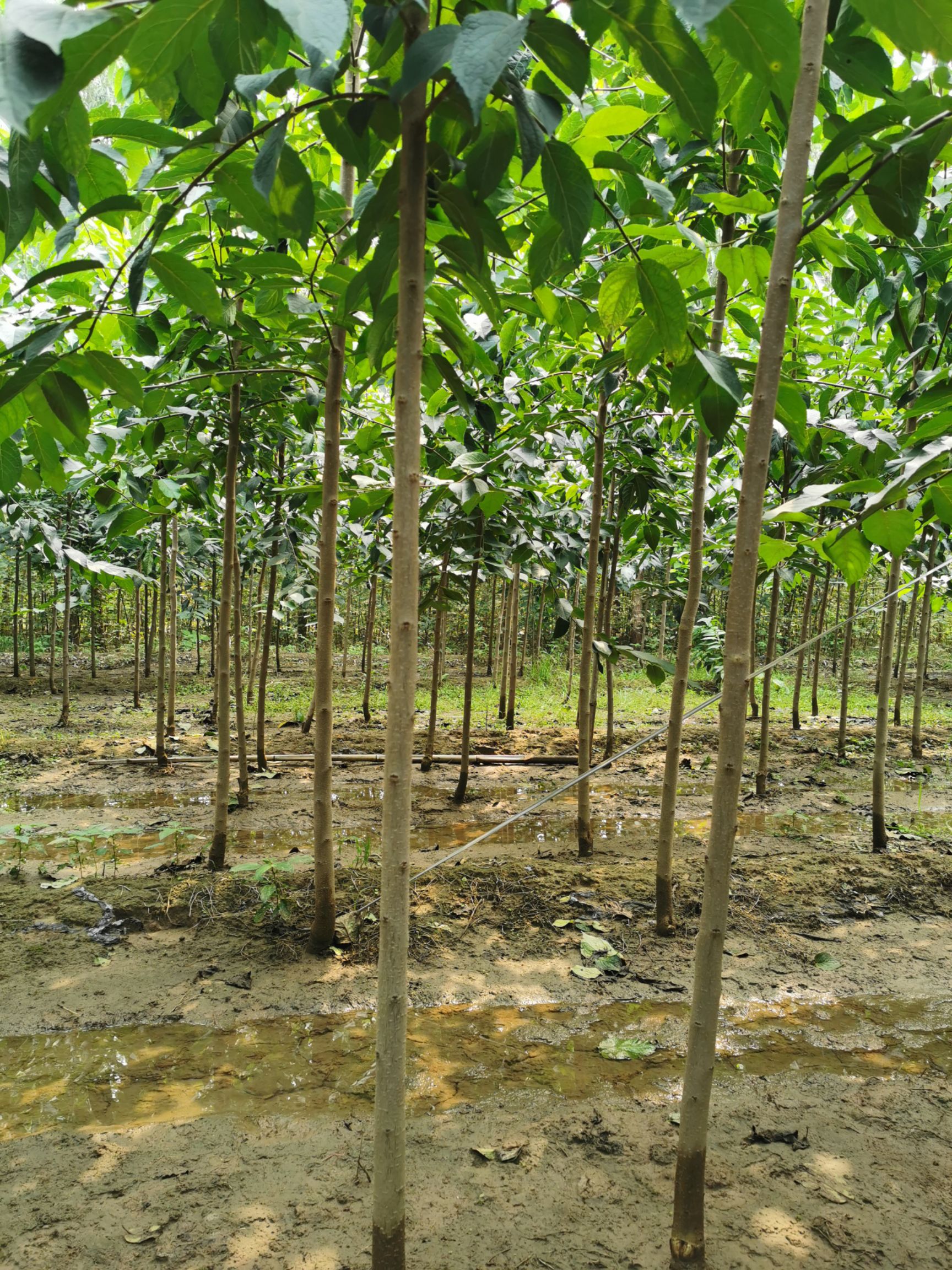 杜仲苗 保定市缘林苗圃场批发2-4公分杜仲