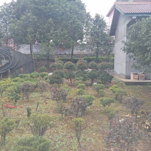 辰溪县 工程黄杨多年苗
