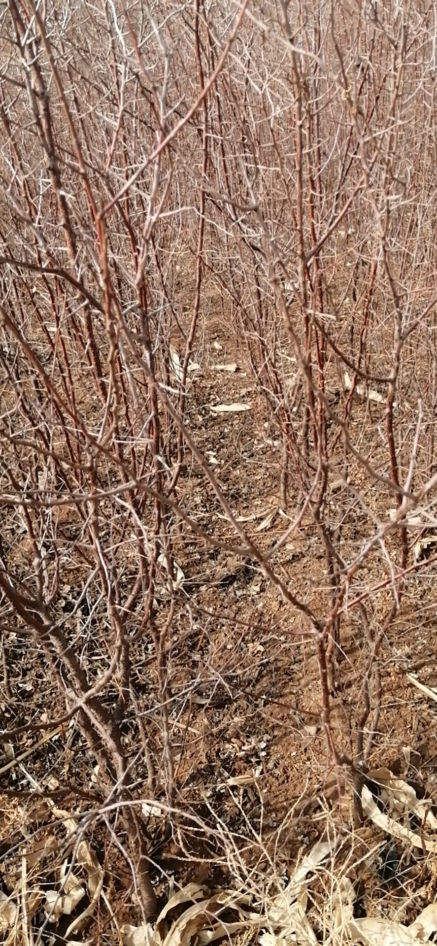 山杏苗 山杏杯苗裸根苗出售量大优惠，