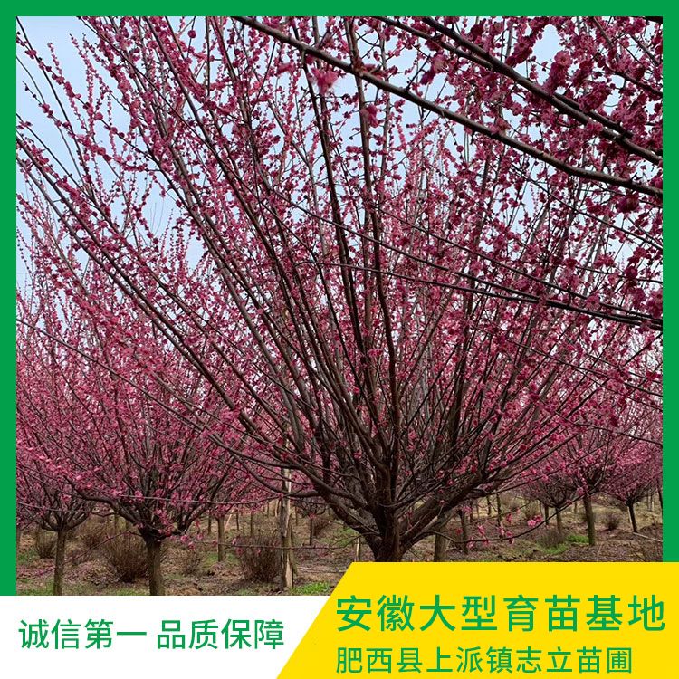 安徽红梅 安徽肥西骨红基地 红梅价格