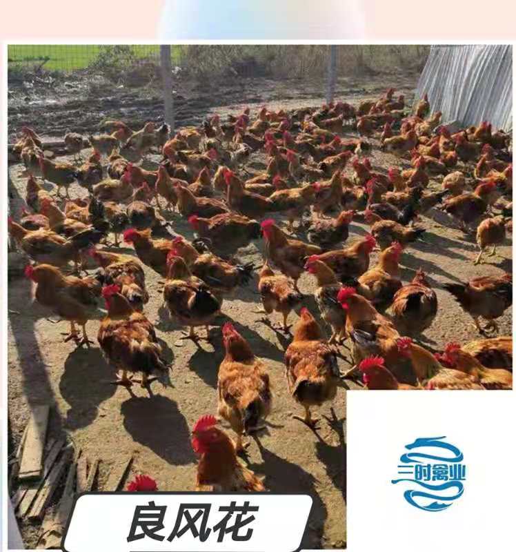 麻鸡苗 红玉380，青脚麻，黄麻，良风花，k9，小麻