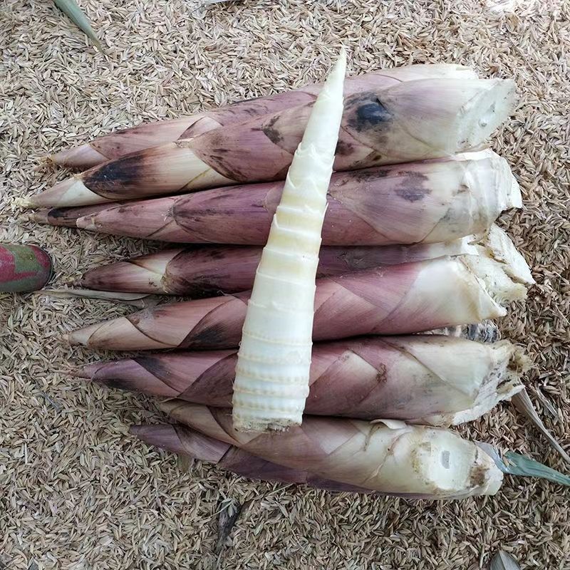  临安春笋雷竹笋5斤装一件代发