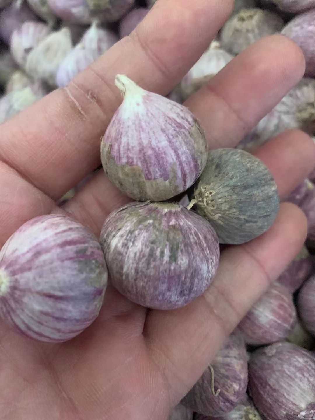 独头蒜 全干独蒜2.2厘米大小，一件95斤左右，2件起批。