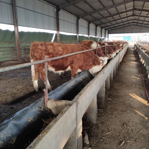  西门塔尔牛肉牛犊改良肉牛杂交肉牛犊鲁西黄牛牛仔育肥牛犊