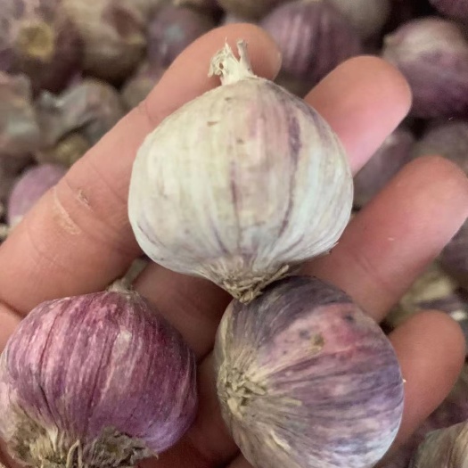 成都独头蒜 全干独蒜2.2厘米大小，一件95斤左右，2件起批。