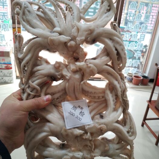 郑州日本枪乌贼  纯干冰机洗鱿鱼头200/300