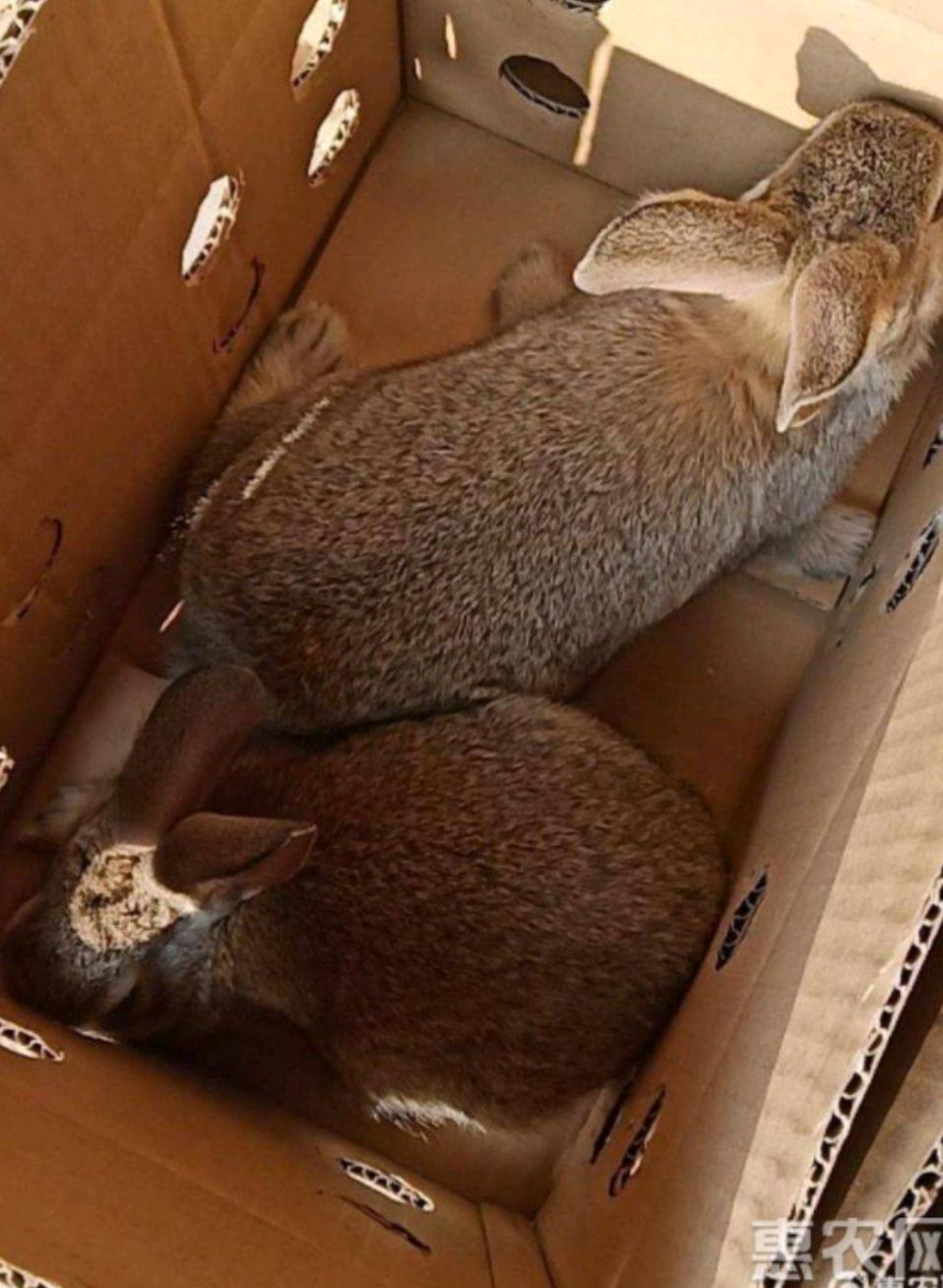 滕州市比利时杂交兔  零售包邮 包运输 运输中出现问题全额赔付