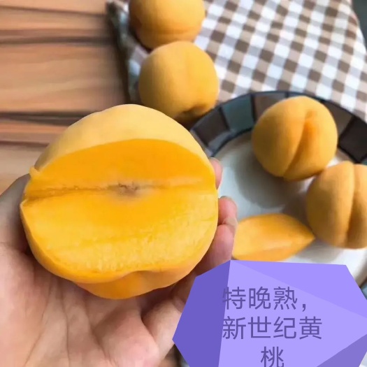 芷江县黄金脆黄桃苗晚熟黄桃果大脆甜九月成熟耐贮存不软现挖包邮