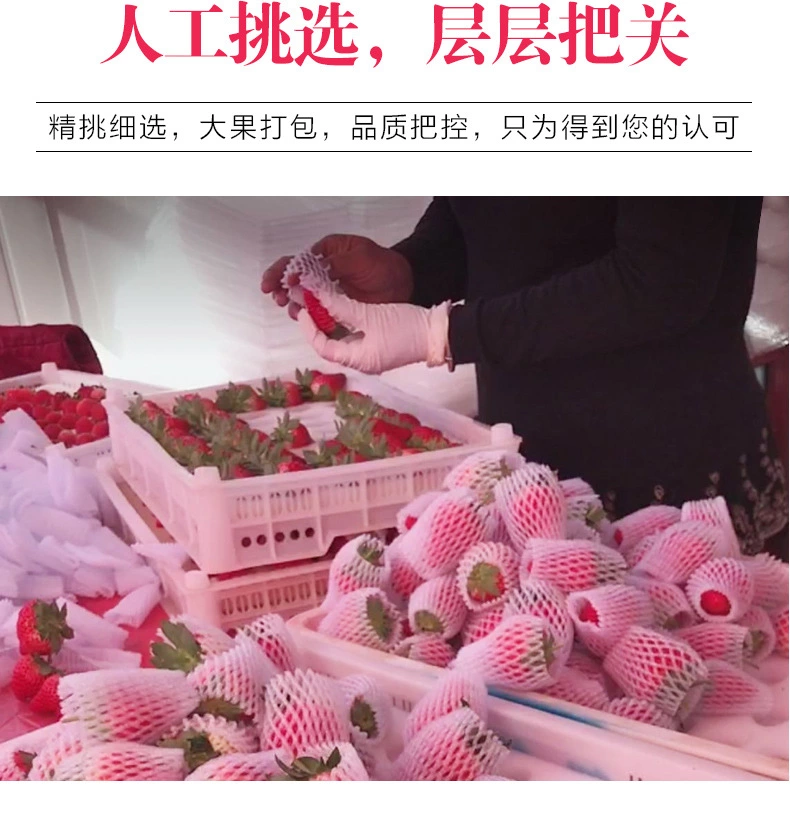 『丹东99久久草莓』顺丰空运红颜奶油牛奶新鲜水果东港九九大