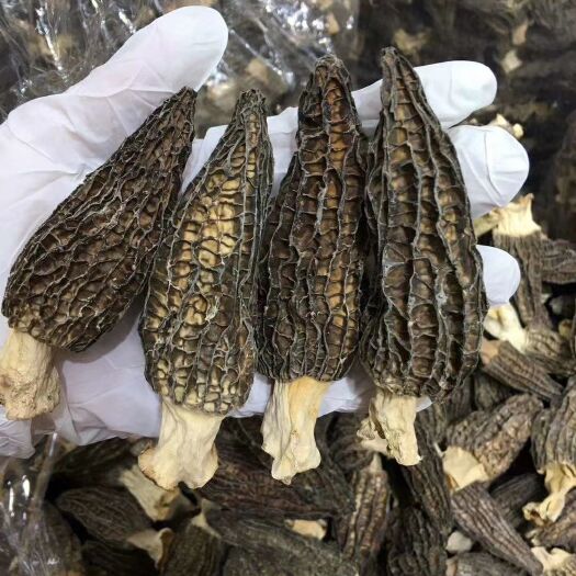 康乐县羊肚菌