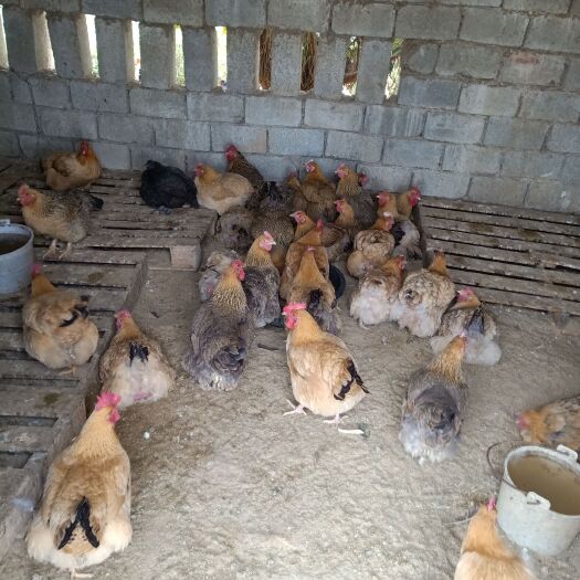 惠来县淘汰鸡  适合酒店农庄煲汤火锅农村两年以上老母鸡纯米饭加米糠农家老母鸡