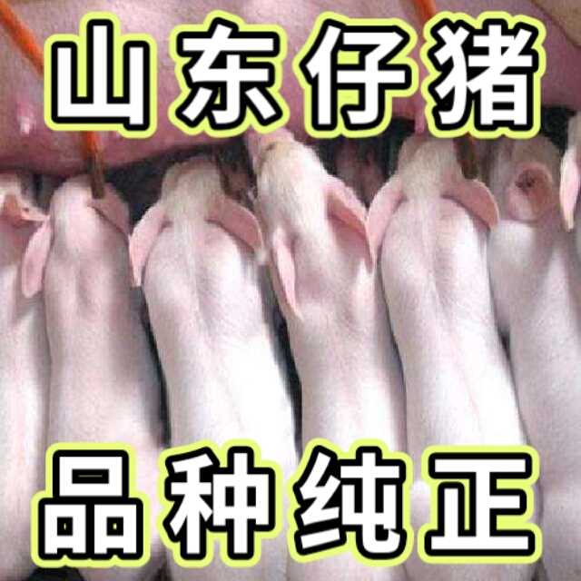 铜仁贵州仔猪价格。山东小仔猪苗猪养殖批发基地。三元仔猪苗猪价格