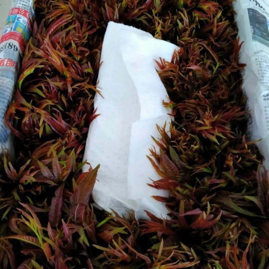 昆明红油香椿 9~12cm 云南省文山壮族苗族自治州砚山县 