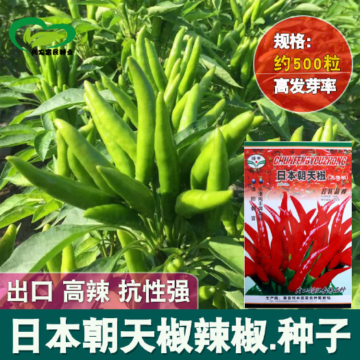 日本朝天椒种子天鹰椒红尖椒簇生辣椒种子农家庭院蔬菜种子