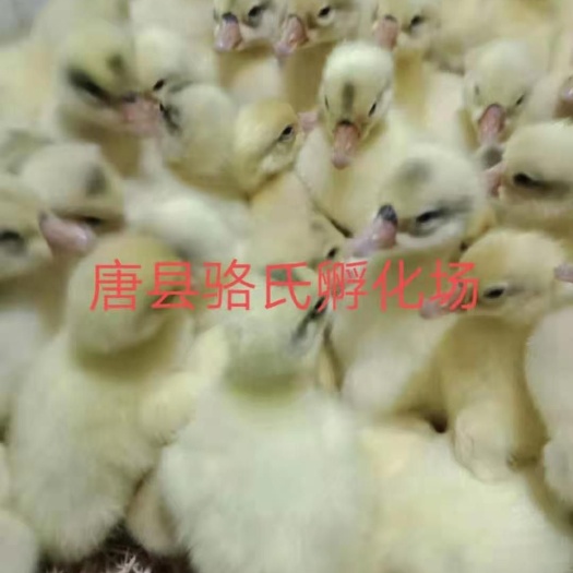 唐县唐县骆氏孵化厂主营大三花、三花杂交鹅苗，各日龄脱温鹅