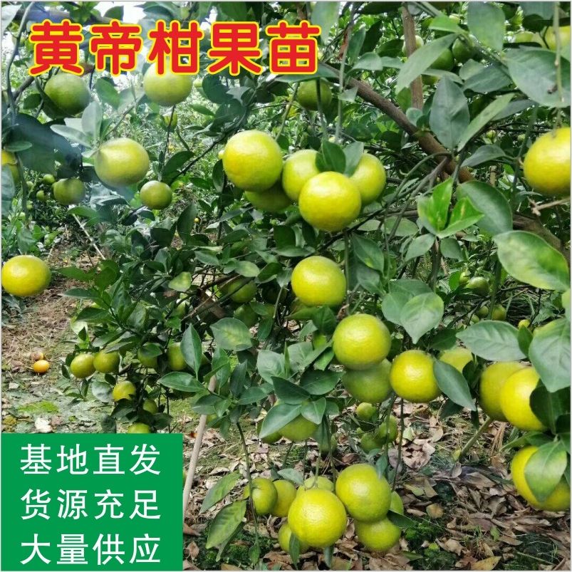  柑桔树苗 沙糖桔苗 沃柑苗 皇帝柑苗 柑橘果苗 嫁接地栽砂糖
