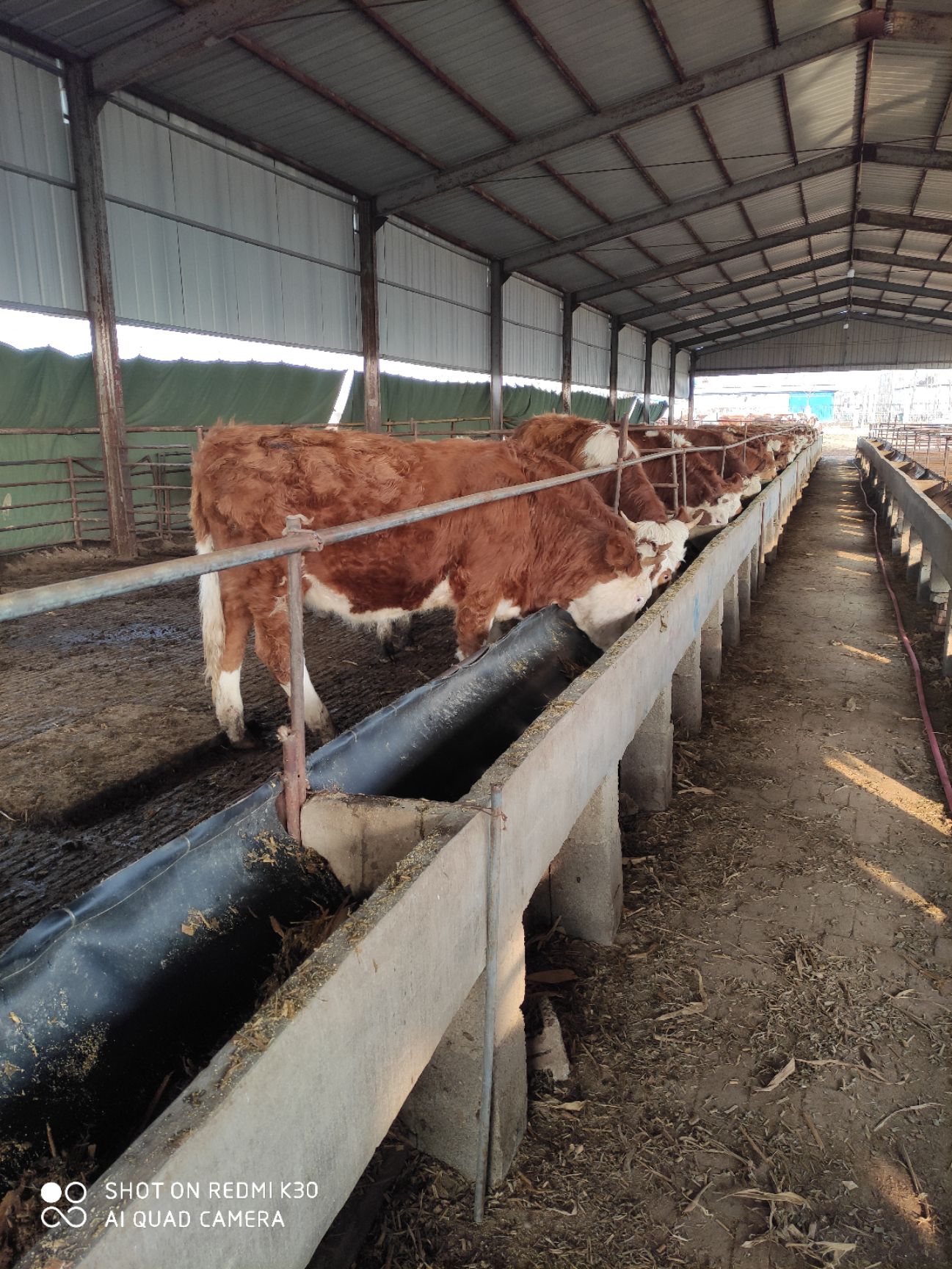 西门塔尔牛肉牛犊改良肉牛杂交肉牛犊鲁西黄牛牛仔育肥牛犊