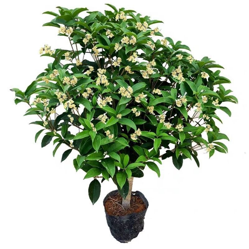 四季桂花树 桂花树花香四溢 盆栽庭院 四季开花