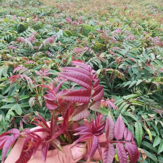 桂林香椿苗 