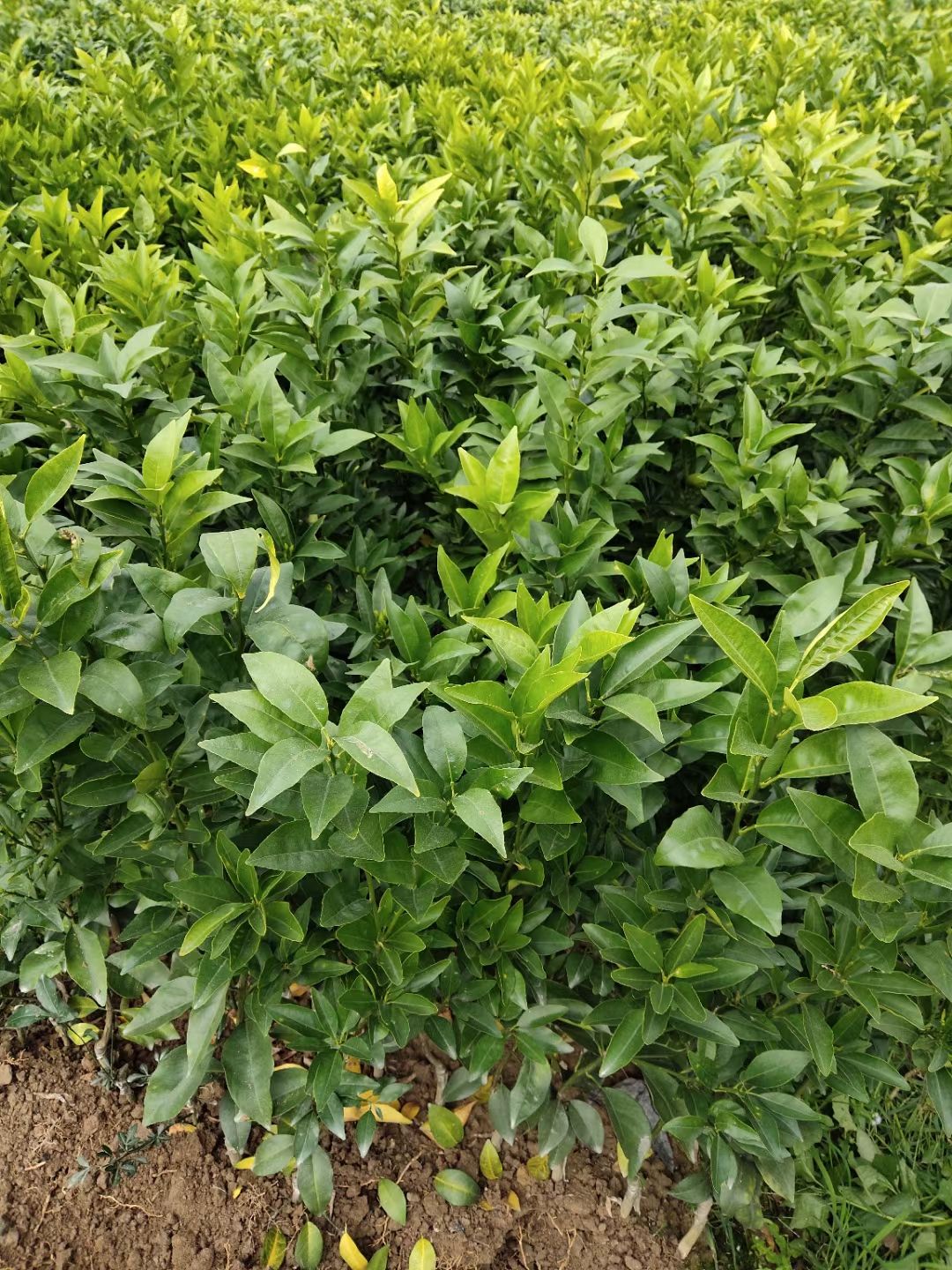 沃柑苗嫁接苗  口感好  少籽甜度高 产量高