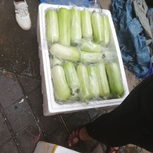 博白县肉丝瓜  丝瓜