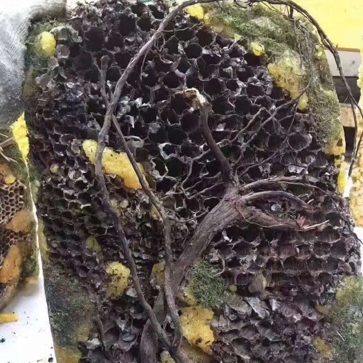 成都百花蜜  药蜂蜜，岩蜂蜜，可定做各种款式