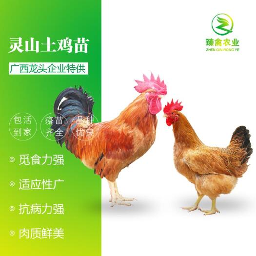 南宁土鸡苗  土2 土1.5 土1出壳鸡苗现货批发厂家直销，出壳包打疫苗