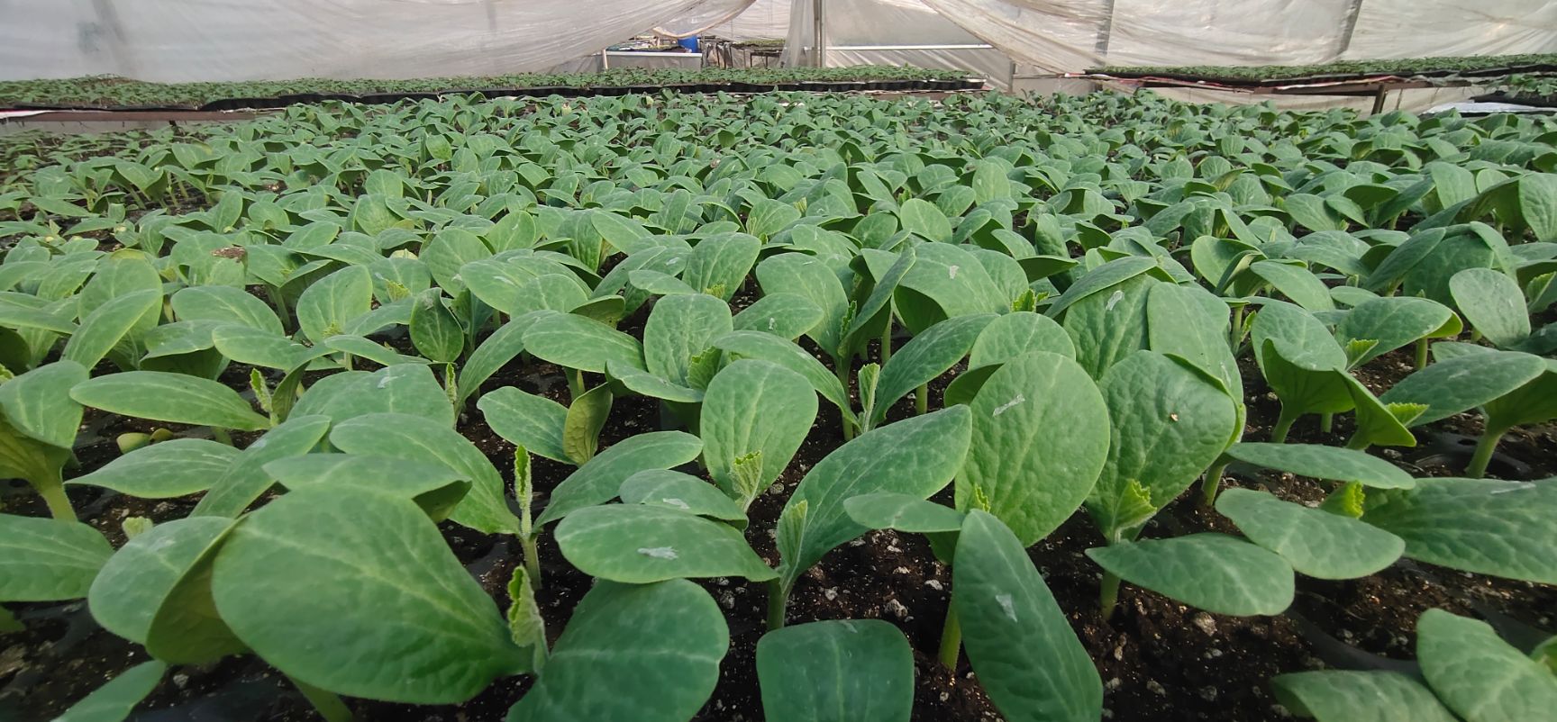 青椒苗  瓜类，嫁接茄苗，辣椒苗