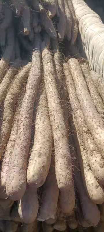 博野县白玉山药 白玉   基地直发   香甜软糯