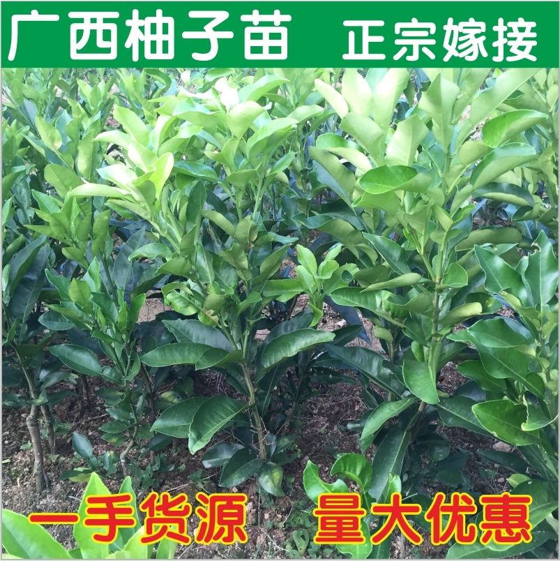 红心柚苗 容县沙田柚苗 原产地柚子柚苗 白肉红肉蜜柚树苗 嫁接果苗带泥
