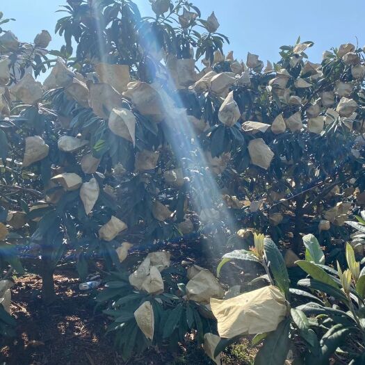 蒙自市云南省红河州蒙自正宗长虹枇杷，超甜，新鲜实惠量大！