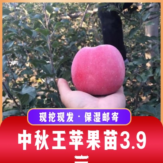 中秋王苹果树苗 盖州产地直发 品质保证 辽宁优质种苗