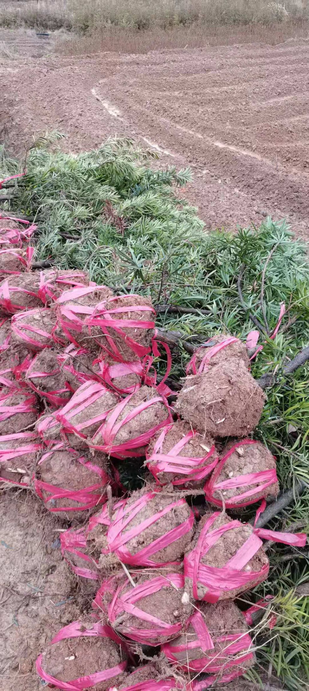 短叶罗汉松  罗汉松，二至五公分