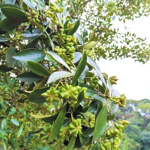 柳州 鲜八角