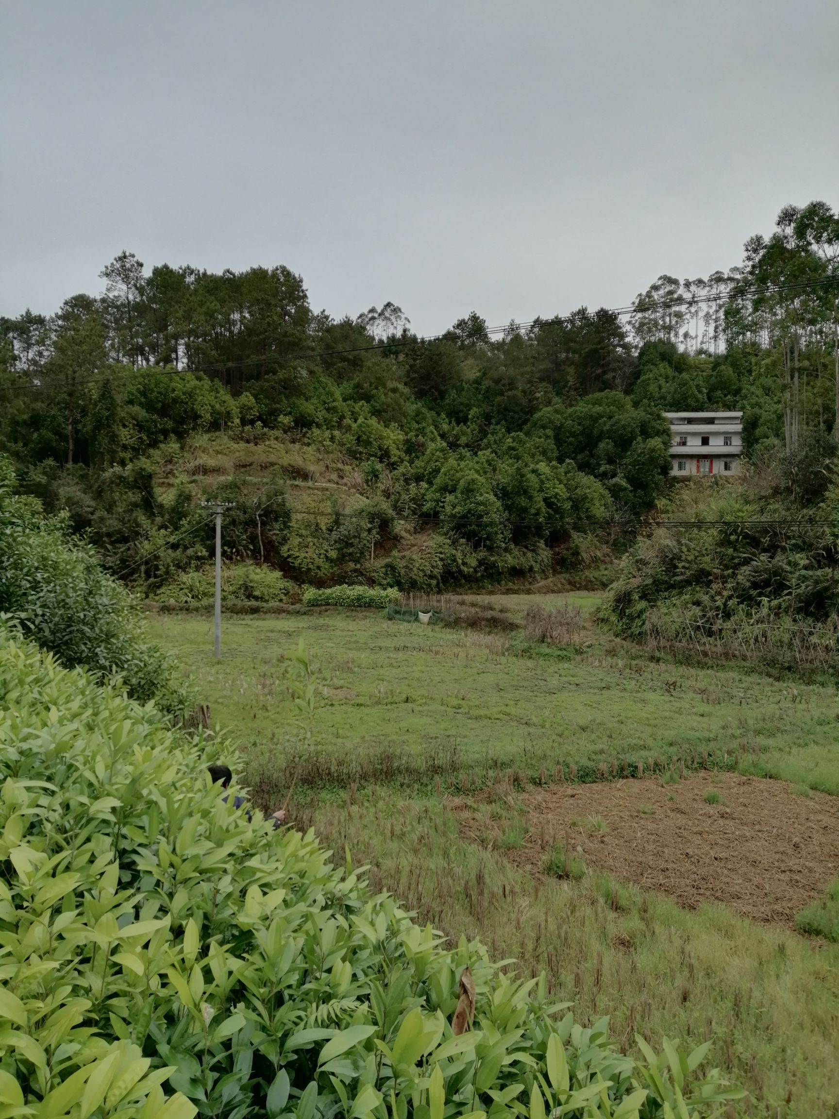 山地肉桂苗30公分至1米都有，苗龄1到3年