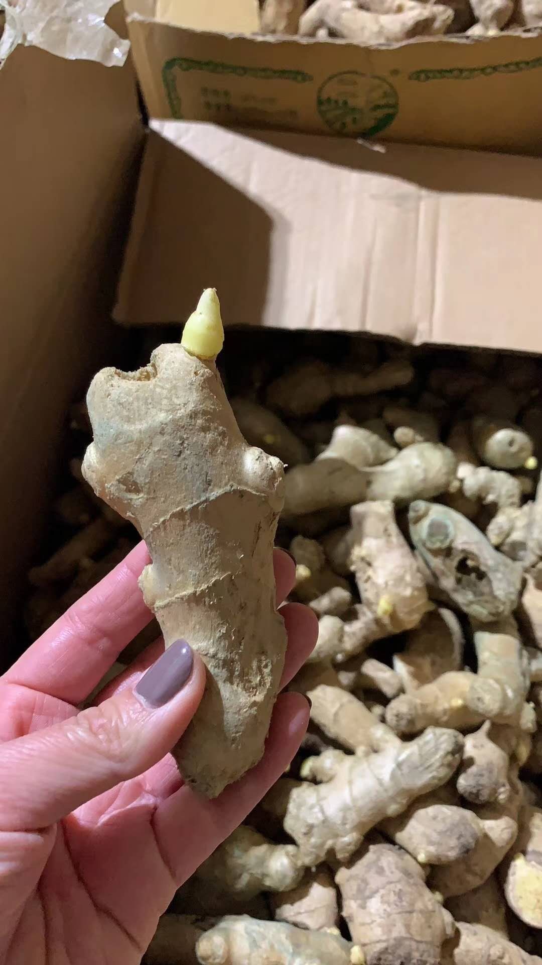 贵州大黄姜【368脱毒姜种】山东二号 产地直供 专业技术指导