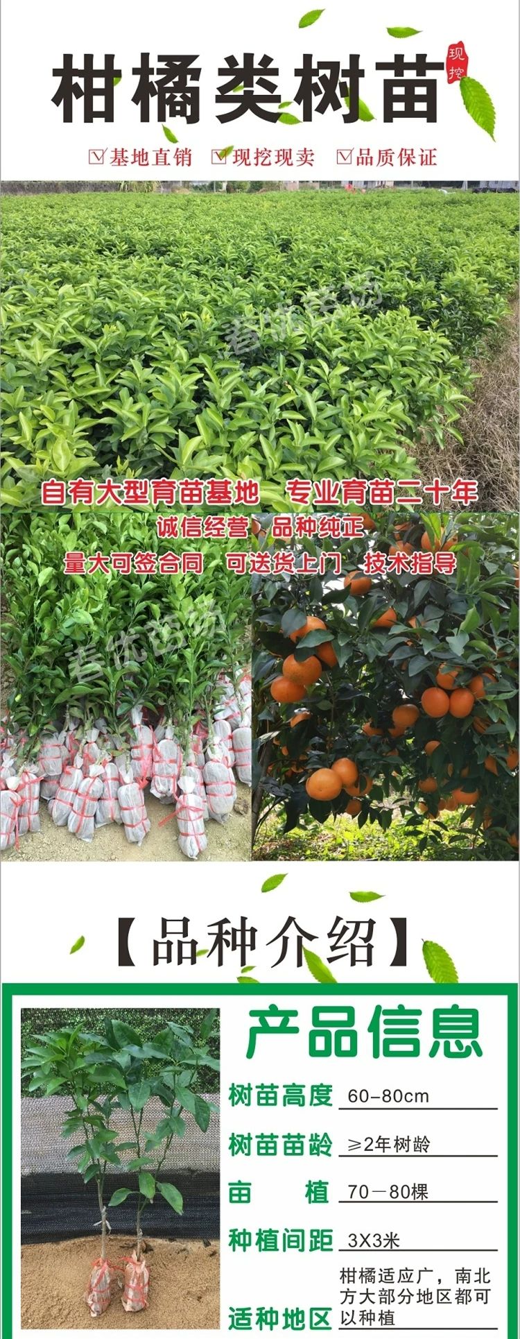  柑桔树苗 沙糖桔苗 沃柑苗 皇帝柑苗 柑橘果苗 嫁接地栽砂糖