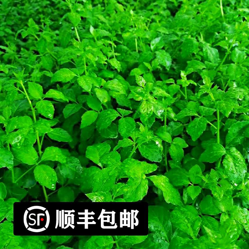 山野菜 新鲜簕菜鲜嫩勒菜 苦刺菜 苦刺野菜农家四季菜基地直供餐厅特色