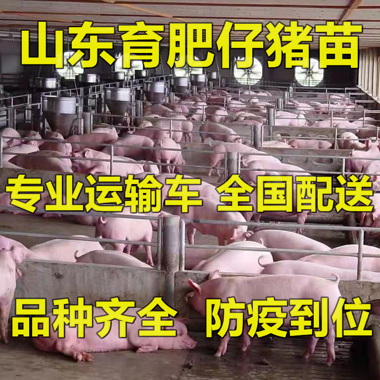 枝江市长白仔猪  湖北仔猪价格，山东小猪苗猪仔养殖基地。品种齐全。