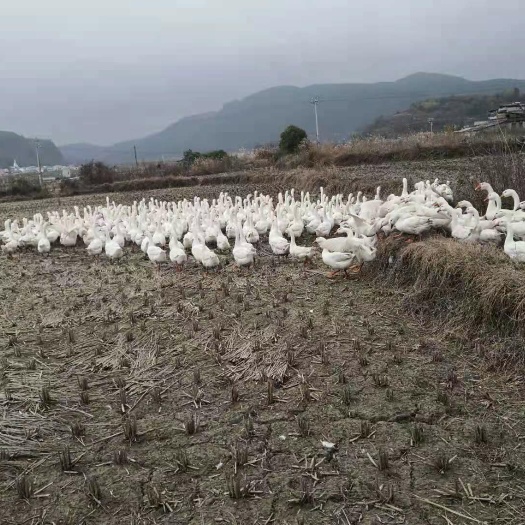 平塘县 散养大白鹅