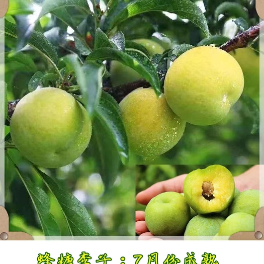 泰安蜂糖李树苗 蜂糖李子苗   自家种植  规格齐全  保证纯度  成活率高