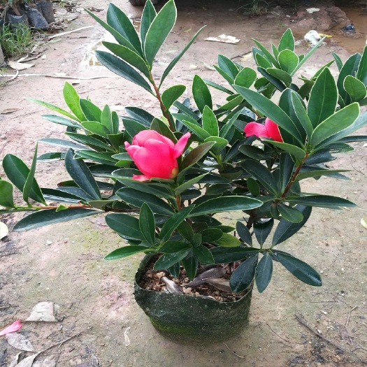 灵山县茶花苗 红山茶花又名杜鹃花