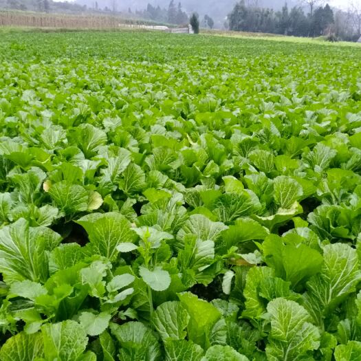 息烽县小白菜 常年供应青菜量大从优