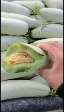 博洋甜瓜 博洋61蜜瓜