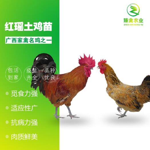 南宁瑶鸡苗  红瑶鸡，黑瑶苗出壳包打疫苗，大量批发，基地孵化直销