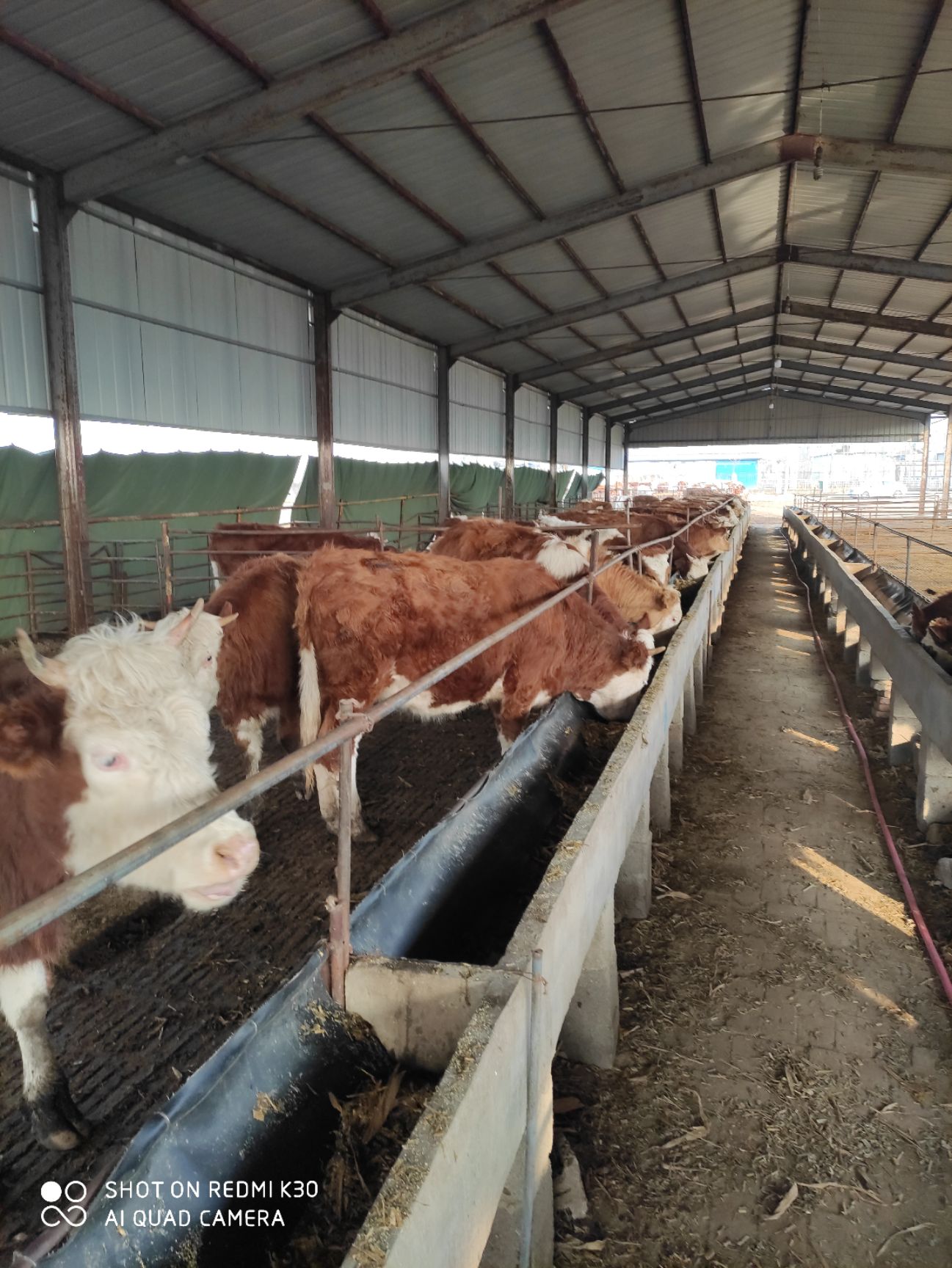  西门塔尔牛肉牛犊改良肉牛杂交肉牛犊鲁西黄牛牛仔育肥牛犊