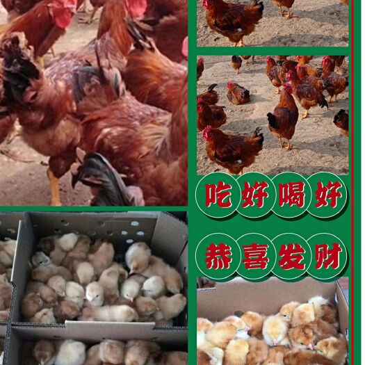 禹州市麻鸡苗 红玉380，青脚麻，黄麻，良风花，k9，小麻