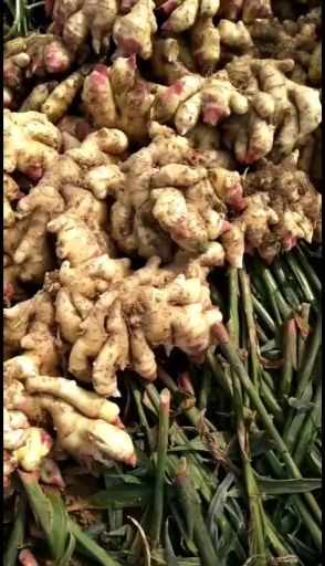 二黄姜  常年供应优质精品生姜、品种齐全、货源充足