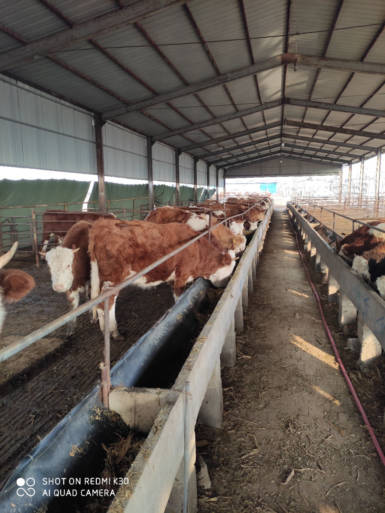  西门塔尔牛肉牛犊改良肉牛杂交肉牛犊鲁西黄牛牛仔育肥牛犊