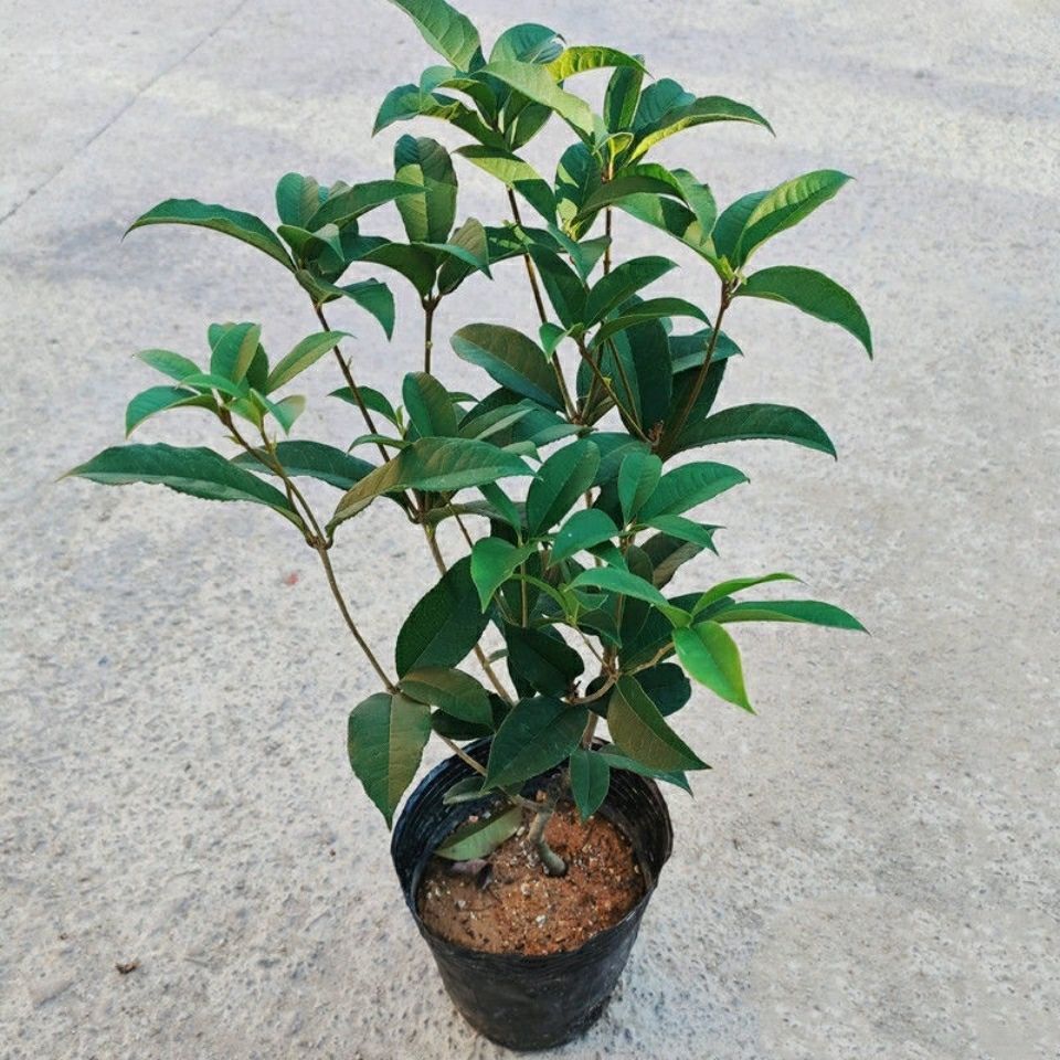 四季桂花树 桂花树花香四溢 盆栽庭院 四季开花